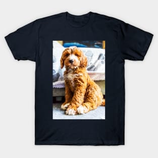 Dexter The Cockapoo Puppy T-Shirt